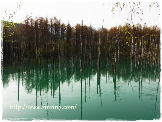 美瑛町 青い池